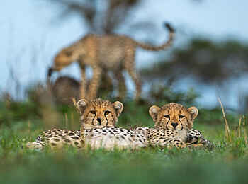 Singita Milele: Gepardenfamilie