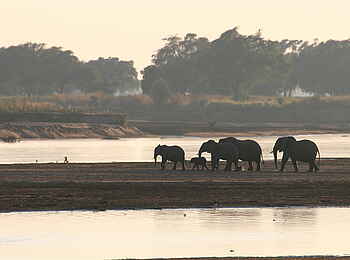Tafika Camp: Elefanten auf eienr Sandbank