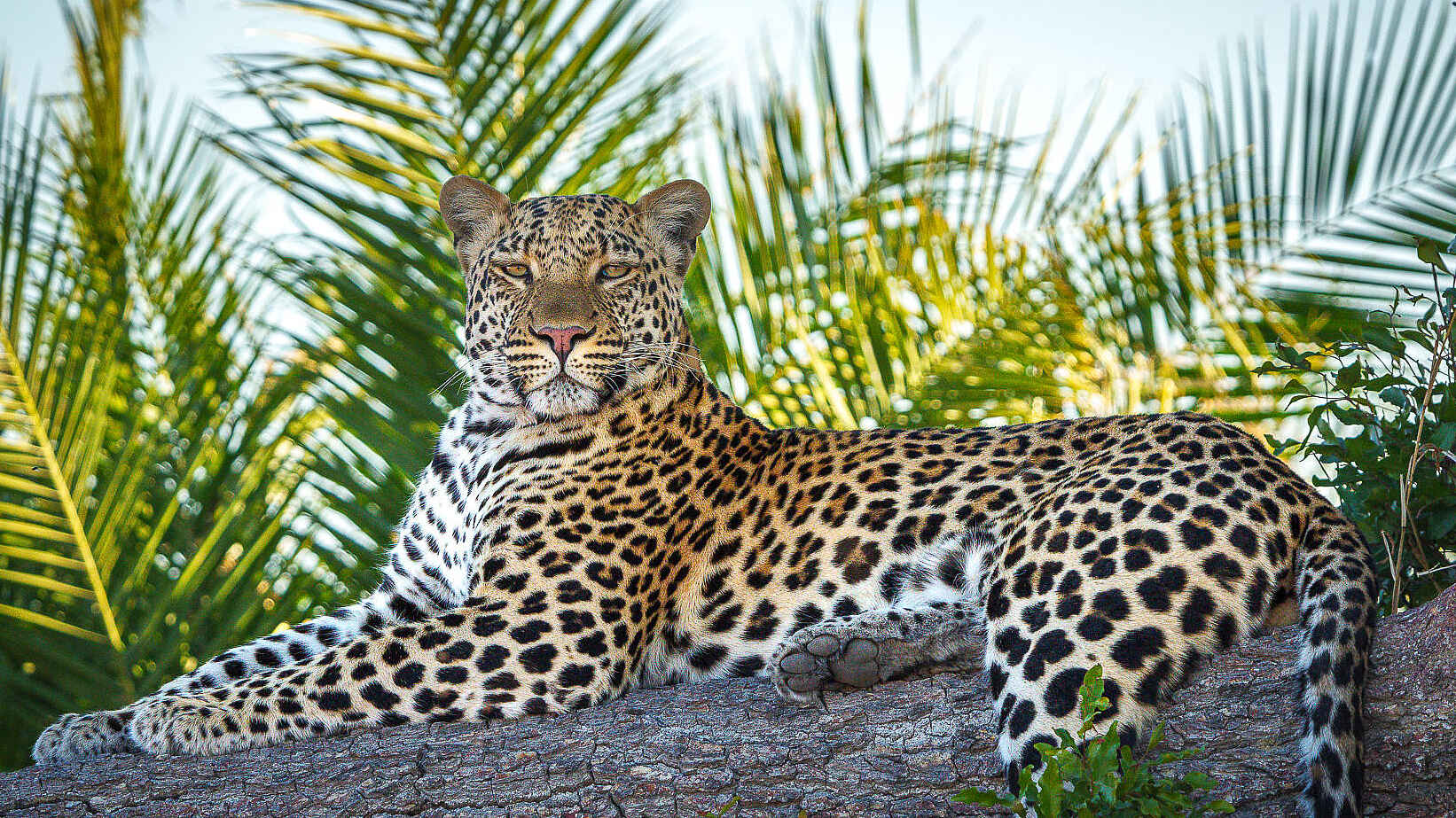 Tubu Tree Camp: Ein Leopard auf einem Baumstamm