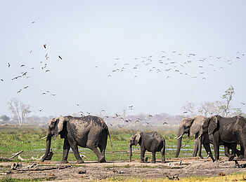 Wilderness Mokete Camp: Elefanten