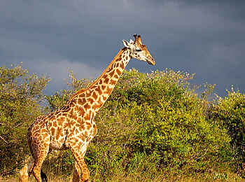 Entim Masai Mara: Giraffe vor den Wolken