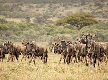 Mara Nyika Camp: Wandernde Gnus