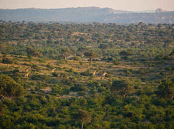 Mashatu Game Reserve: Giraffenherde
