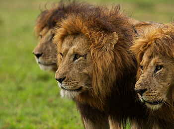 Naboisho Camp: Löwen