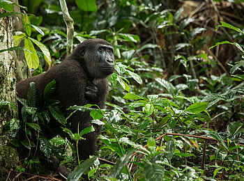Ngaga Camp: Ein Gorilla während des Trekkings