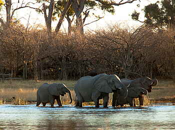 Selinda Explorers Camp: Elefanten am Spillway Selinda Explorers Camp: Elefanten am Spillway