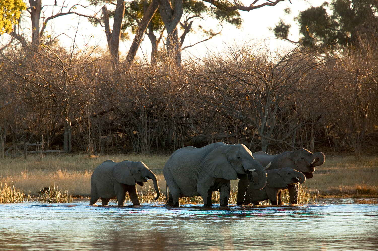 Selinda Explorers Camp: Elefanten am Spillway
