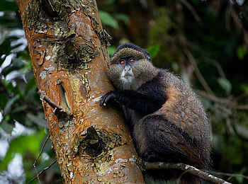 Singita Kwitonda Lodge: Golden Monkey Singita Kwitonda Lodge: Golden Monkey