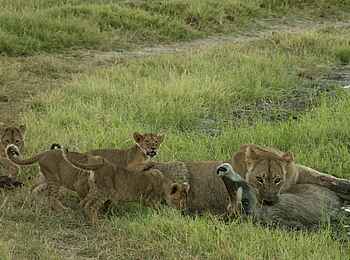 Somalisa Camp: Eine Löwin und einige Jungtiere fressen ihre Beute Somalisa Camp: Eine Löwin und einige Jungtiere fressen ihre Beute