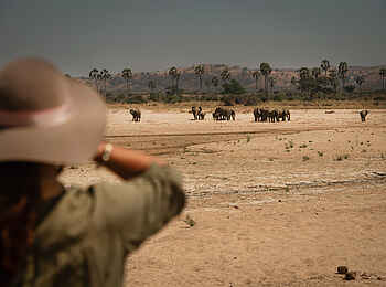 Charlie Ruaha Safari Camp: Elefantensichtung