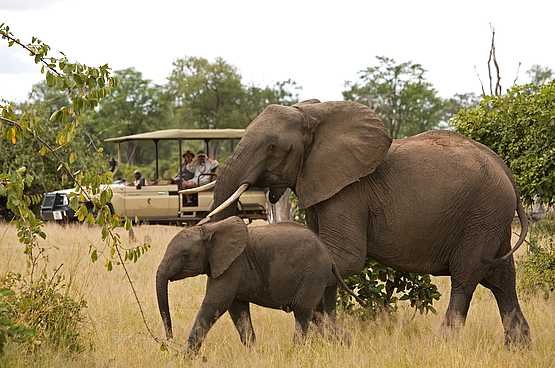 Chichele Presidential Lodge: Game Drive Chichele Presidential Lodge: Game Drive