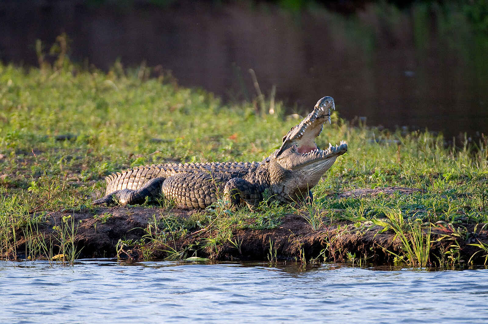 Chongwe River House: Nilkrokodil Chongwe River House: Nilkrokodil