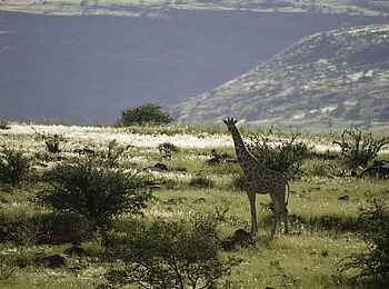 Damaraland Camp: Angola-Giraffe