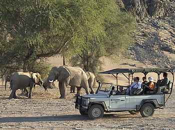Damaraland Camp: Wüstenelefanten
