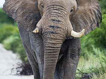 Etosha: Graue Riesen
