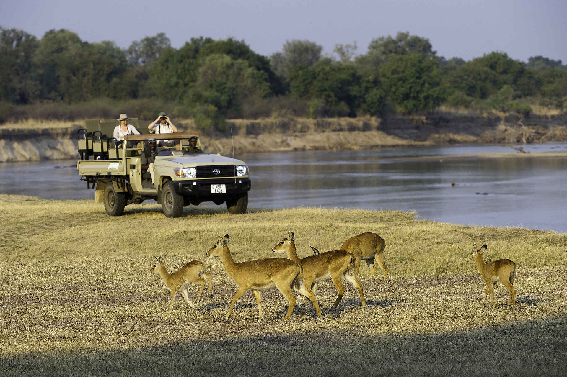 Flatdogs Camp, Luangwa-Tal, South Luangwa National Park, Flussblick, Game Drive, Puku, Afrikarma, Afrikarma Safaris, Afrikarma.de