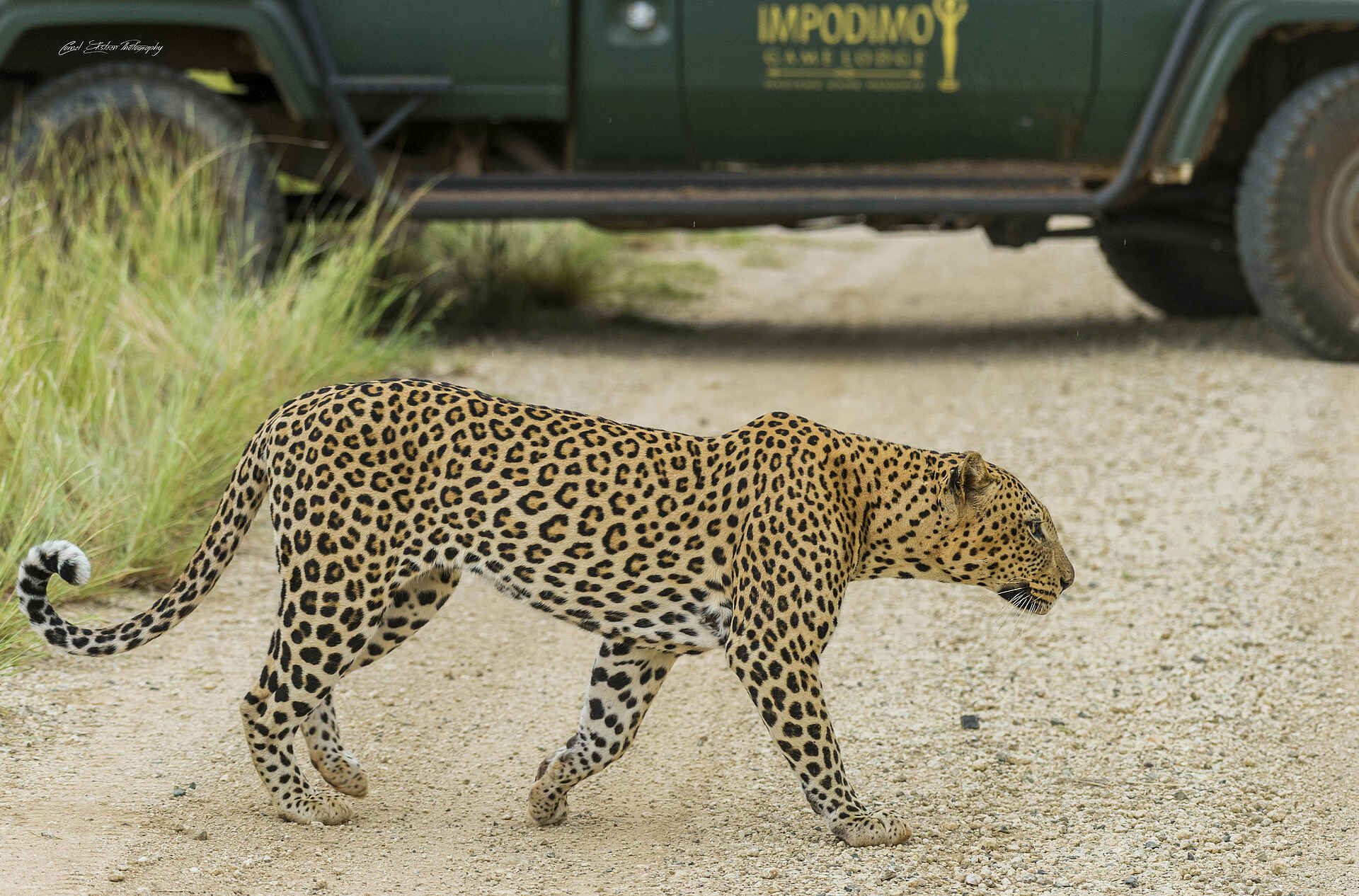 Impodimo Game Lodge: Leopard