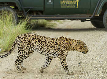 Impodimo Game Lodge: Leopard Impodimo Game Lodge: Leopard