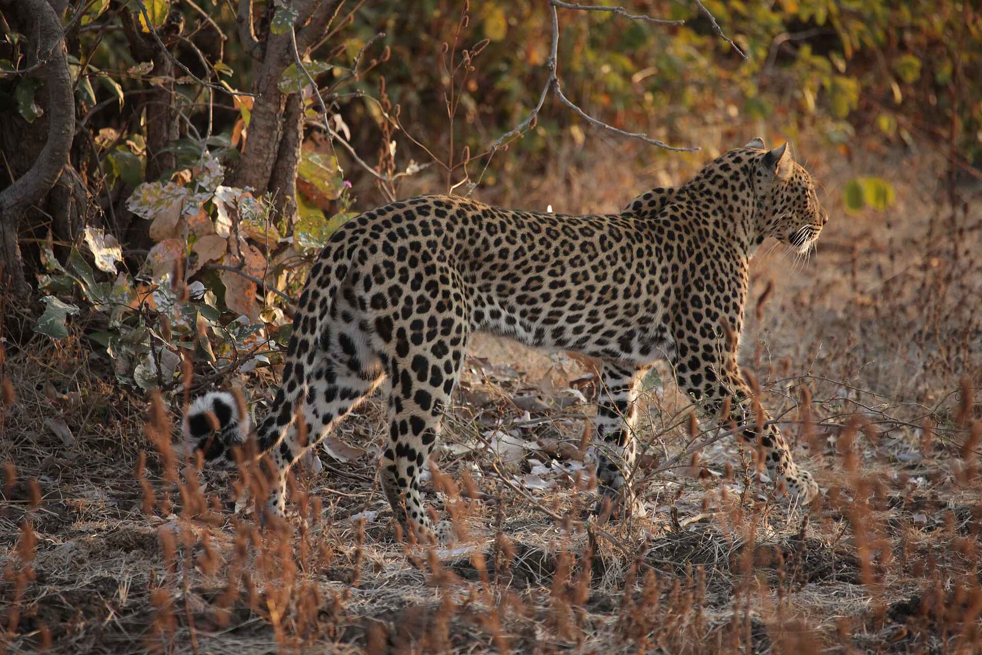 Island Bush Camp, Kafunta, Leopard, Luangwa River, South Luangwa National Park, Ron und Anke Cowan, Abgeschiedenheit, afrikarma, afrikarma.de, Kafunta River Lodge, Komfort, Natur, Sambia, South Luangwa, South Luangwa Valley, Walking Safari, Wildnis, Afrikarma Safaris, Cowan