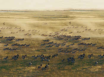 Jack's Camp: Zebramigration