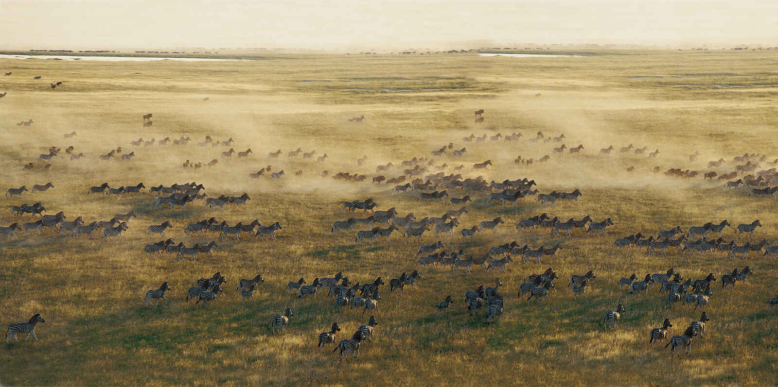 Jack's Camp: Zebramigration Jack's Camp: Zebramigration