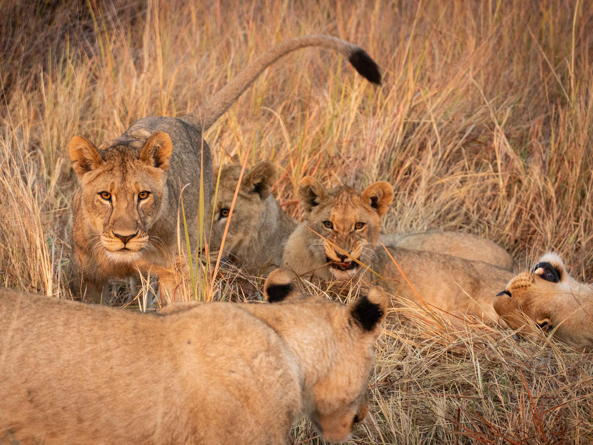 Khwai Lediba: Löwin mit Jungen