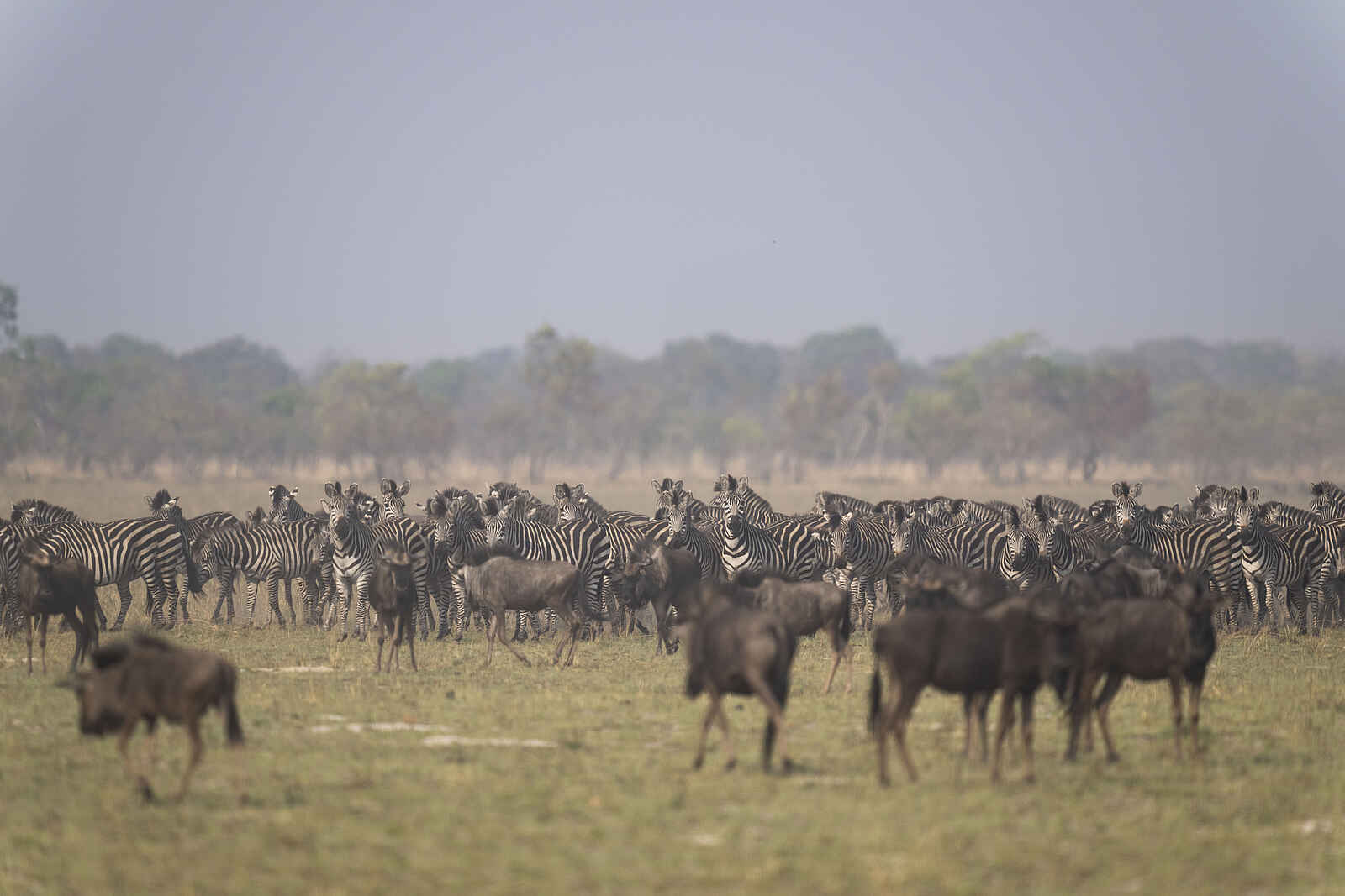 King Lewanika Lodge: Gnus King Lewanika Lodge: Gnus