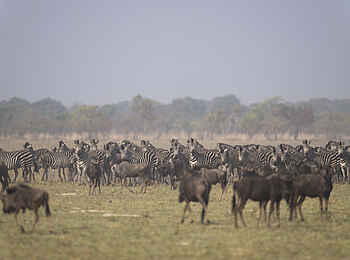 King Lewanika Lodge: Gnus King Lewanika Lodge: Gnus