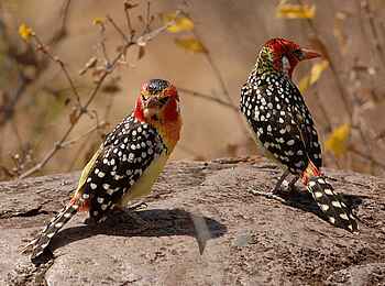 Kuro Tarangire: Flammenkopf-Bartvögel Kuro Tarangire: Flammenkopf-Bartvögel