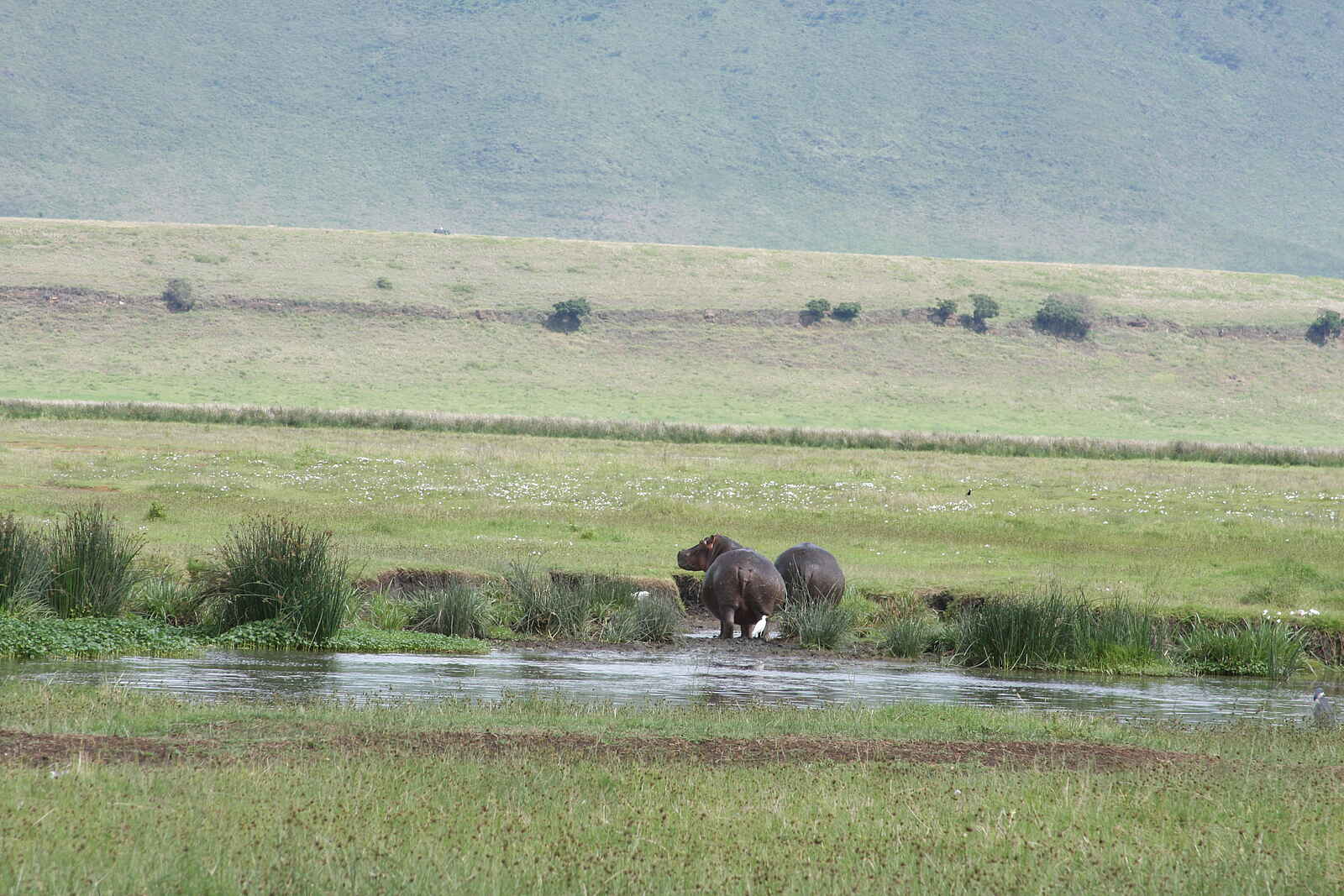 Lemala Ngorongoro: Nilpferde Lemala Ngorongoro: Nilpferde