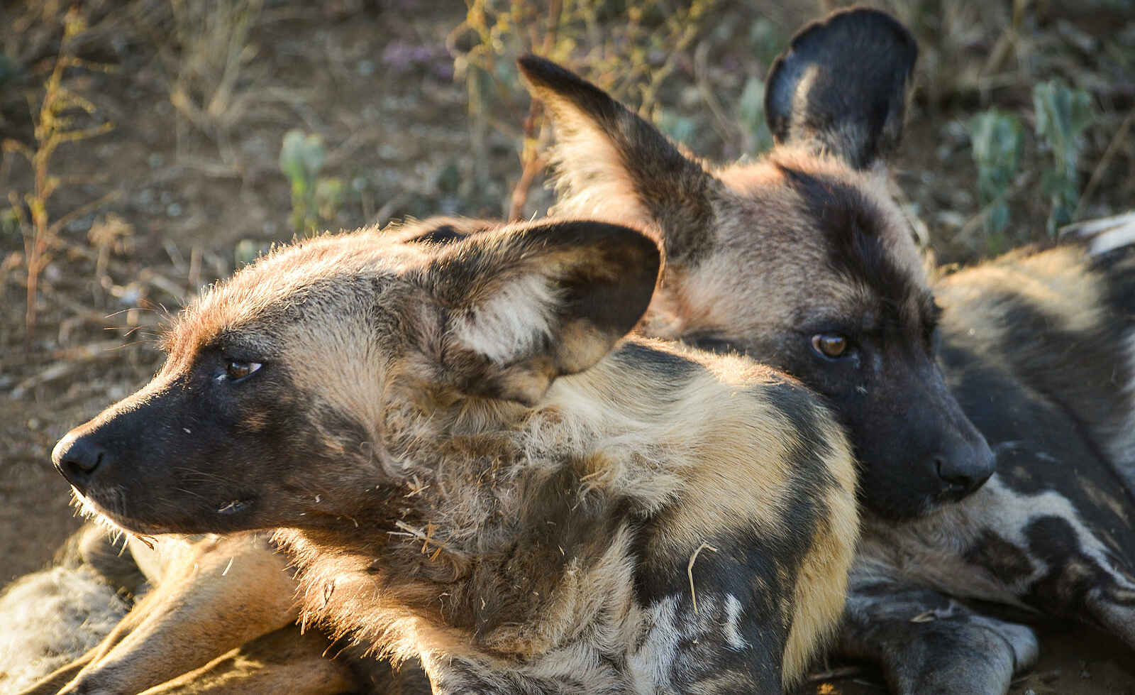 Madikwe Safari Lodge Kopano: Wildhunde Madikwe Safari Lodge Kopano: Wildhunde
