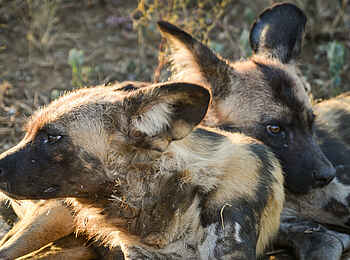 Madikwe Safari Lodge Kopano: Wildhunde