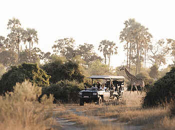 Mombo Camp: Game Drive