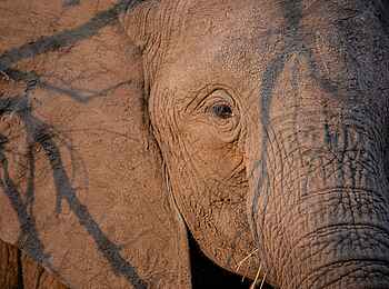 Mpala Jena Camp: Nahaufnahme Mpala Jena Camp: Nahaufnahme