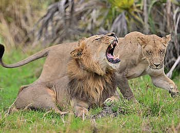 Mt Gorongosa Community Camp: Zwei Löwen Mt Gorongosa Community Camp: Zwei Löwen