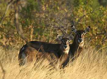 Mukambi Fig Tree Bush Camp: Zwei Defassa-Wasserbock-Weibchen