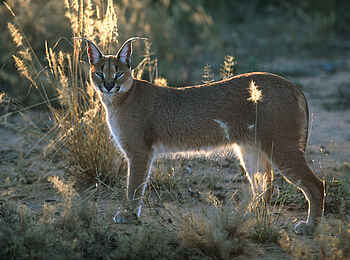 Okonjima Plains Camp: Karakal in der Savanne Okonjima Plains Camp: Karakal in der Savanne
