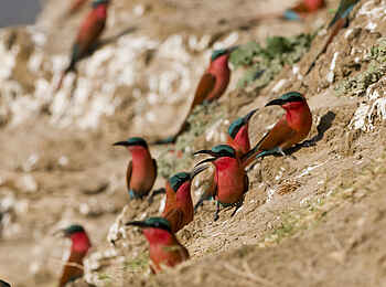 Puku Ridge Camp: Karminspinte Puku Ridge Camp: Karminspinte