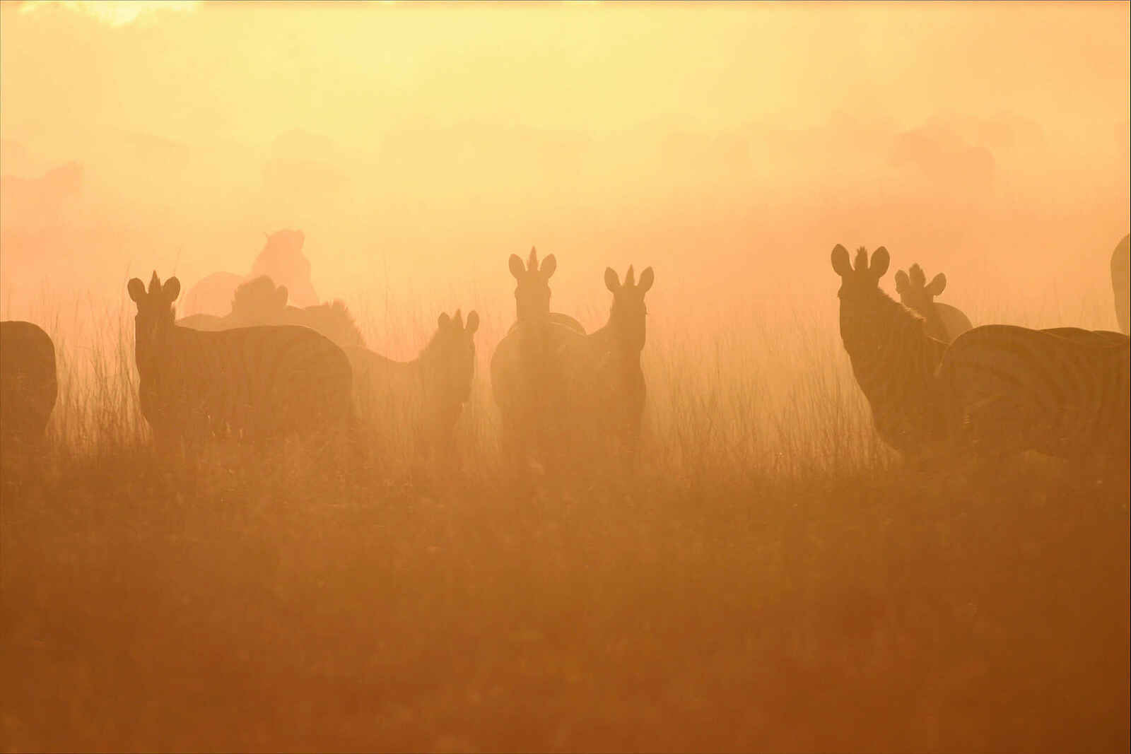 San Camp: Zebras im Staub San Camp: Zebras im Staub