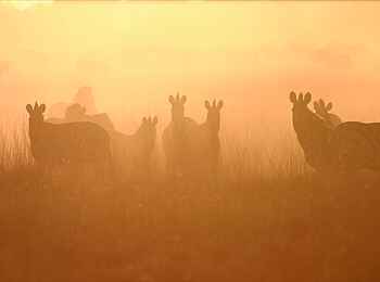 San Camp: Zebras im Staub