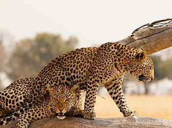 Shinde Footsteps: Zwei Leoparden Shinde Footsteps: Zwei Leoparden