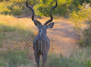 Thornybush Game Lodge: Ein Kudu Thornybush Game Lodge: Ein Kudu