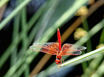 Vingerklip Lodge: Rote Libelle