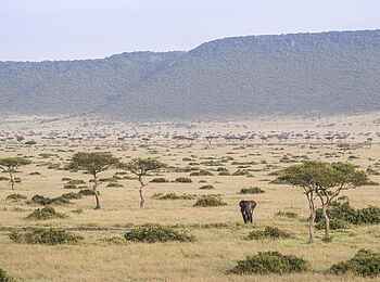 Wilderness Mara Camp: Elefantenbulle