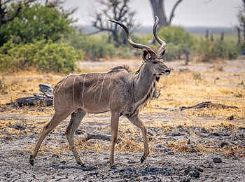 Wilderness Mokete Camp: Großer Kudu