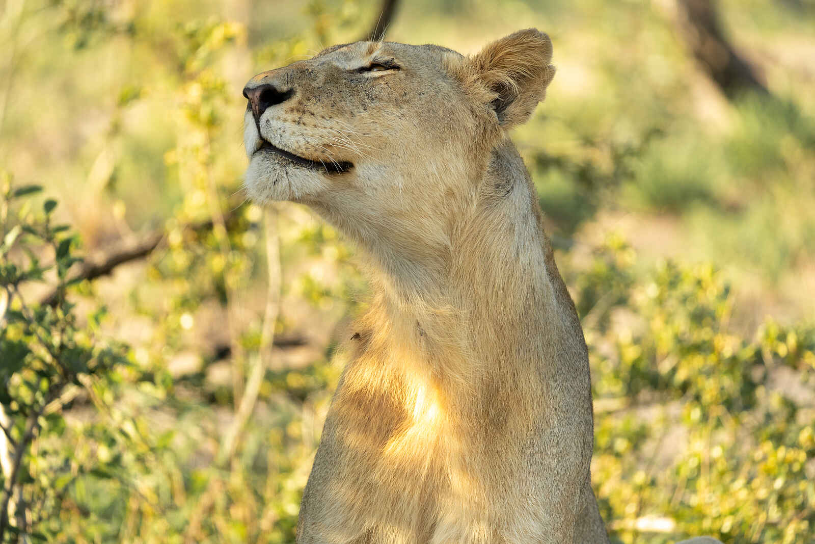 Cheetah Plains: Junge Löwin Cheetah Plains: Junge Löwin