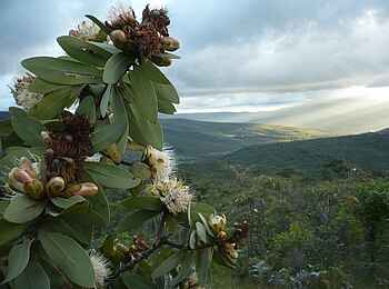 Frog and Fern Cottages: Blühende Proteen Frog and Fern Cottages: Blühende Proteen