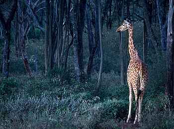 Giraffe Manor: Giraffe vor Wald Giraffe Manor: Giraffe vor Wald