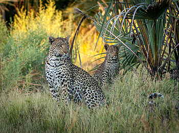 Gomoti Plains Camp: 2 Leoparden