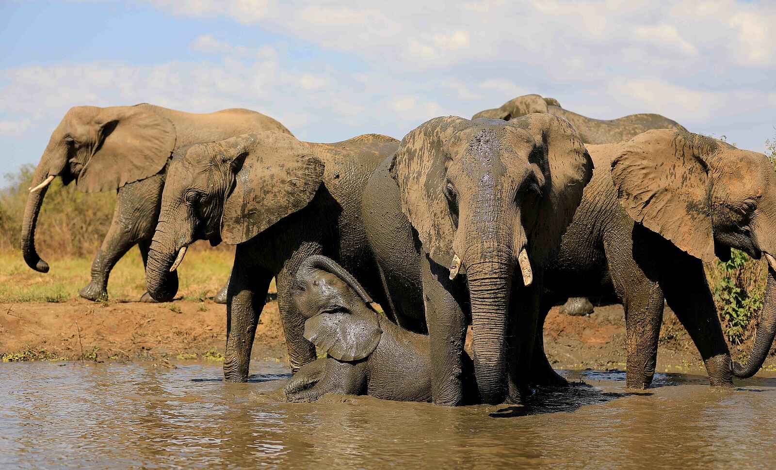 Kavinga Safari Camp: Elefanten am Schlammbad Kavinga Safari Camp: Elefanten am Schlammbad